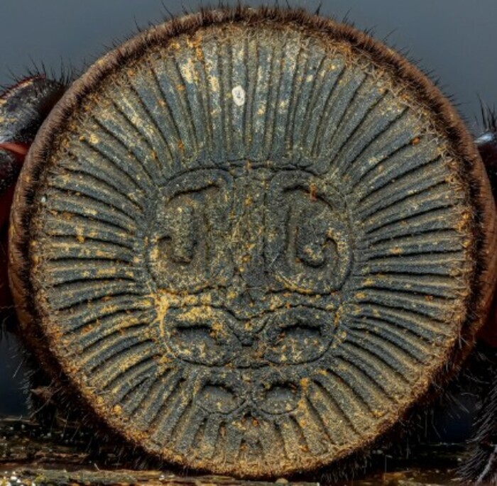 Œuvre d’art à huit pattes