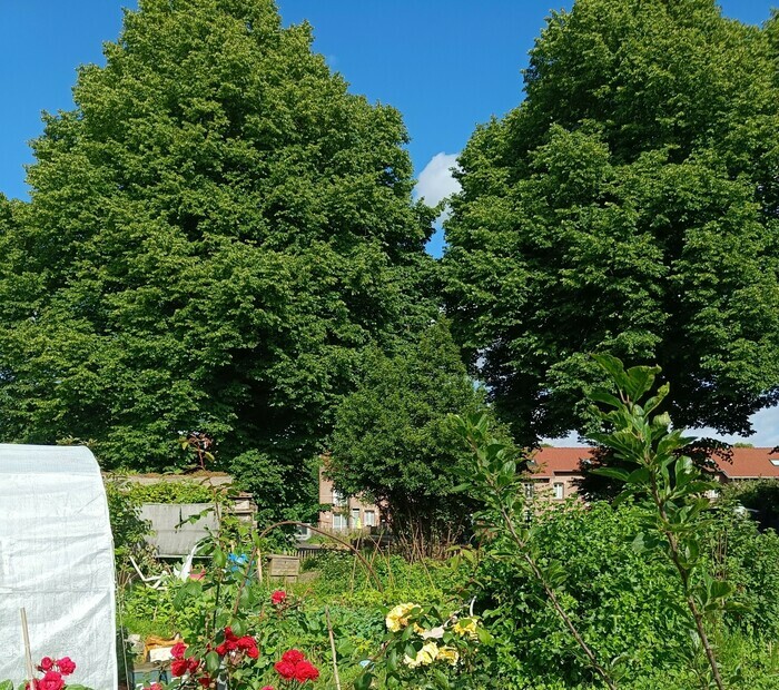 Entre parcelles individuelles et espaces partagés