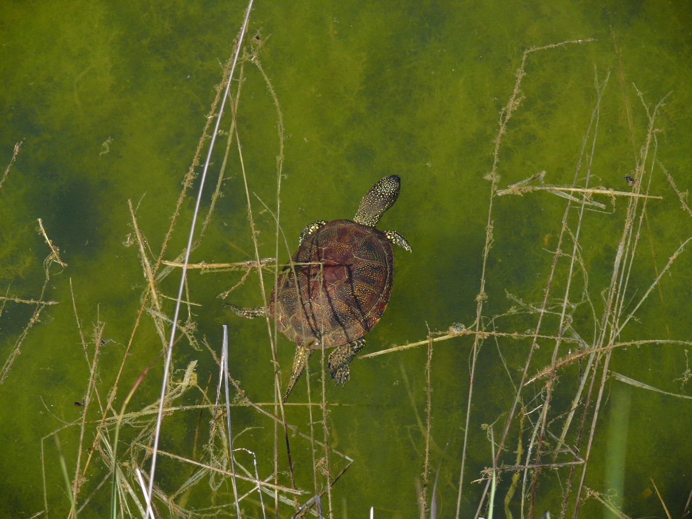 "Mystères et tortues"