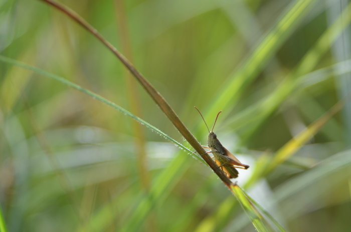 Balade naturaliste : "Fête de la musique… animale"