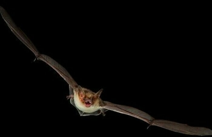 Balade naturaliste : "Le ballet des chauves-souris"