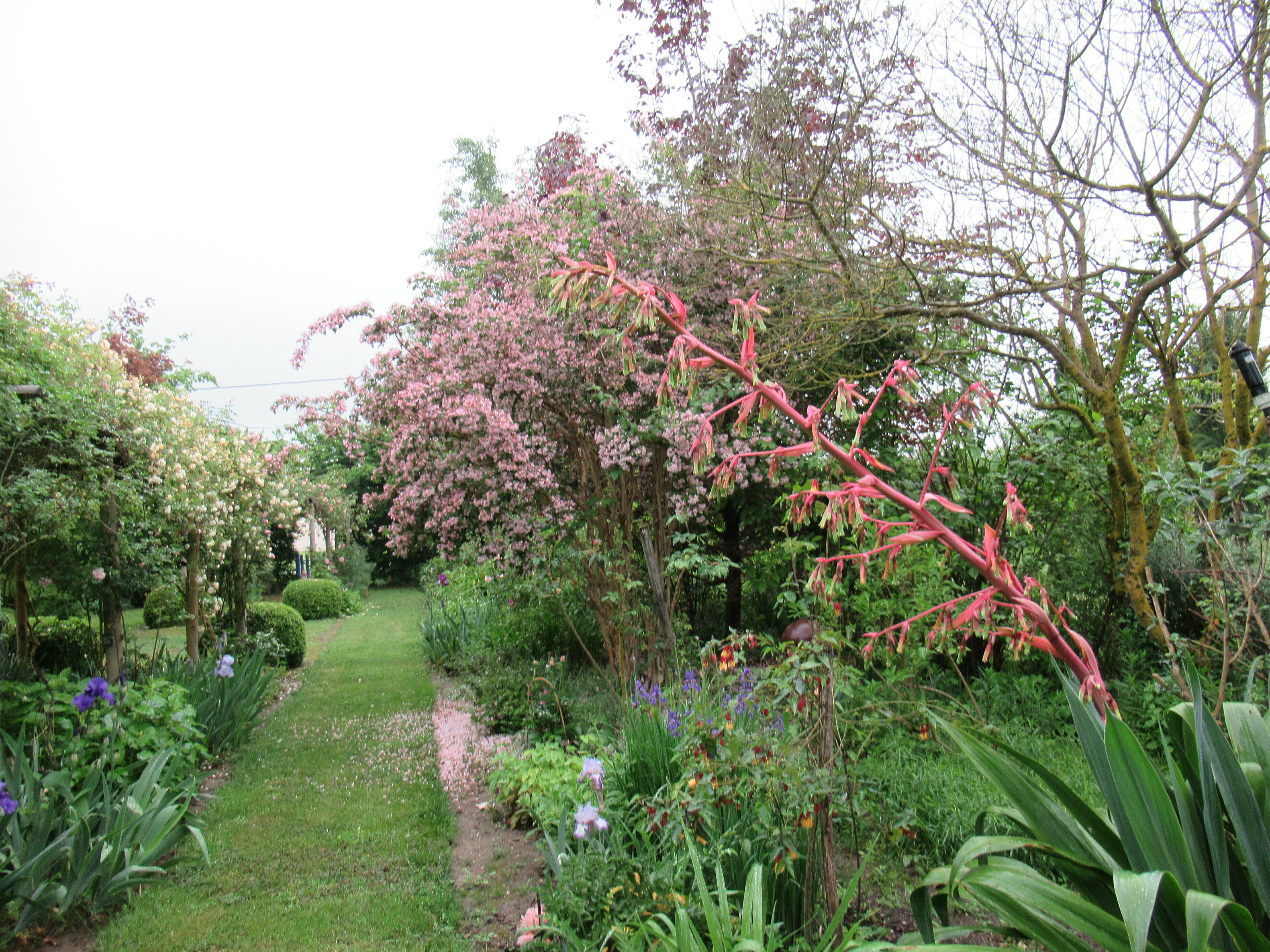 Visite d'un jardin bucolique, entre vivaces, arbustes, fleurs, et parfum des roses