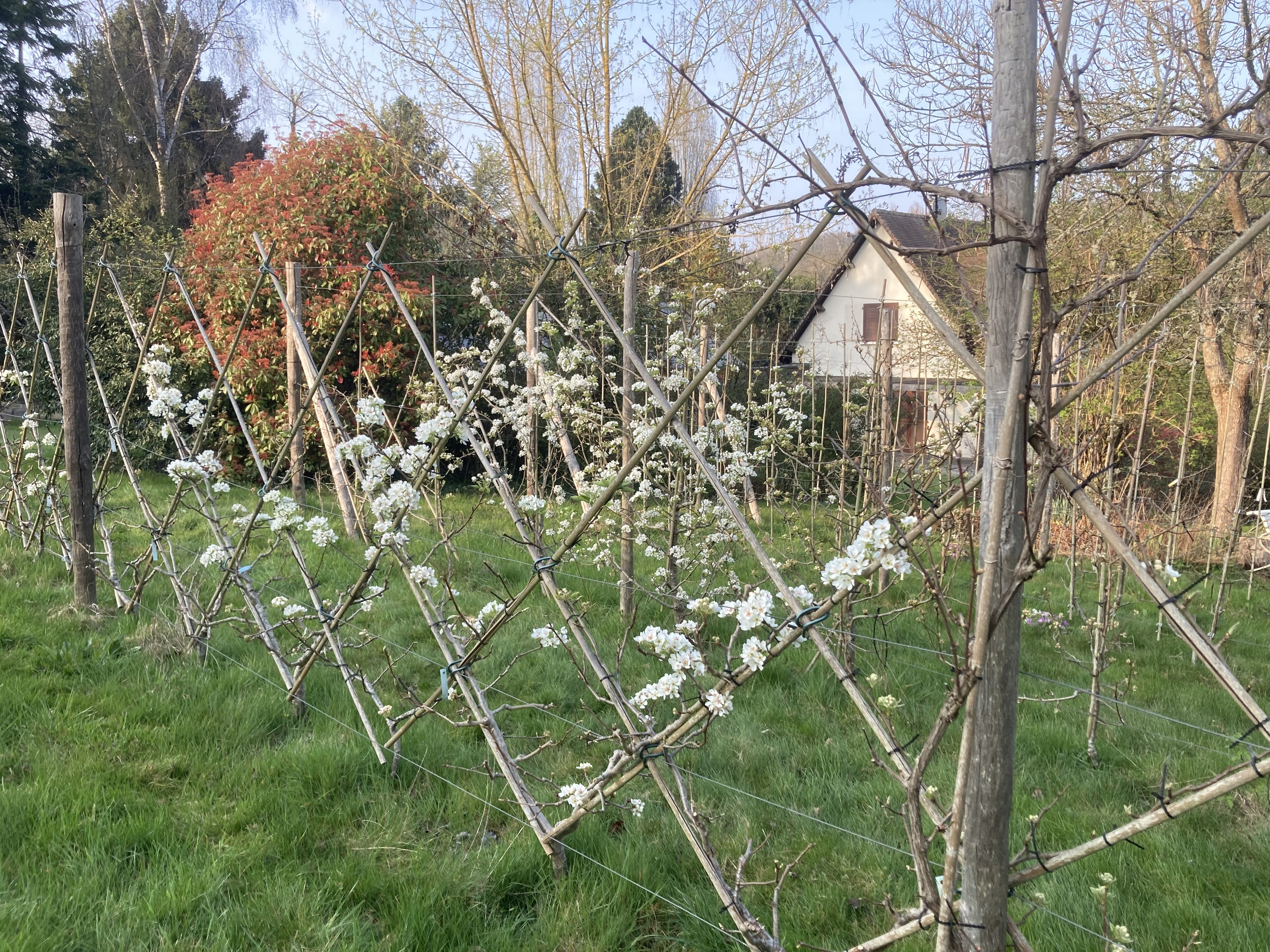 Visite découverte du jardin verger