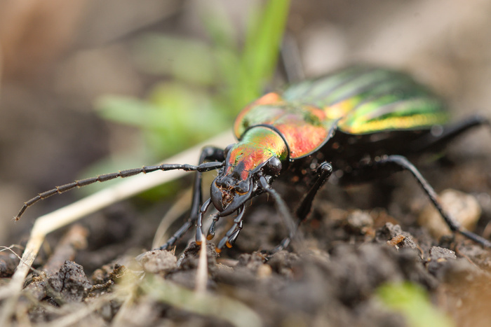 Les petites bêtes du sol