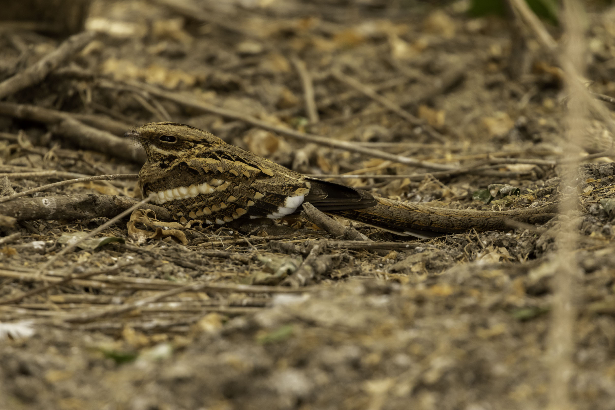 Crépuscule en Forêt : l’engoulevent et autres animaux nocturnes en parade – Nouveauté 2026