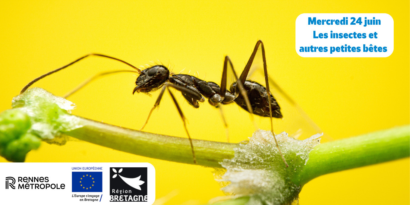 Les insectes et autres petites bêtes