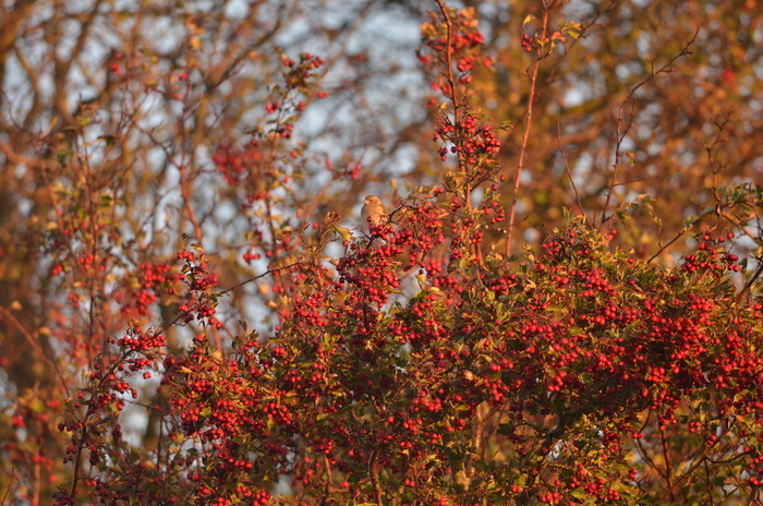 Balade naturaliste : "Touche pas ! C’est du poison !"