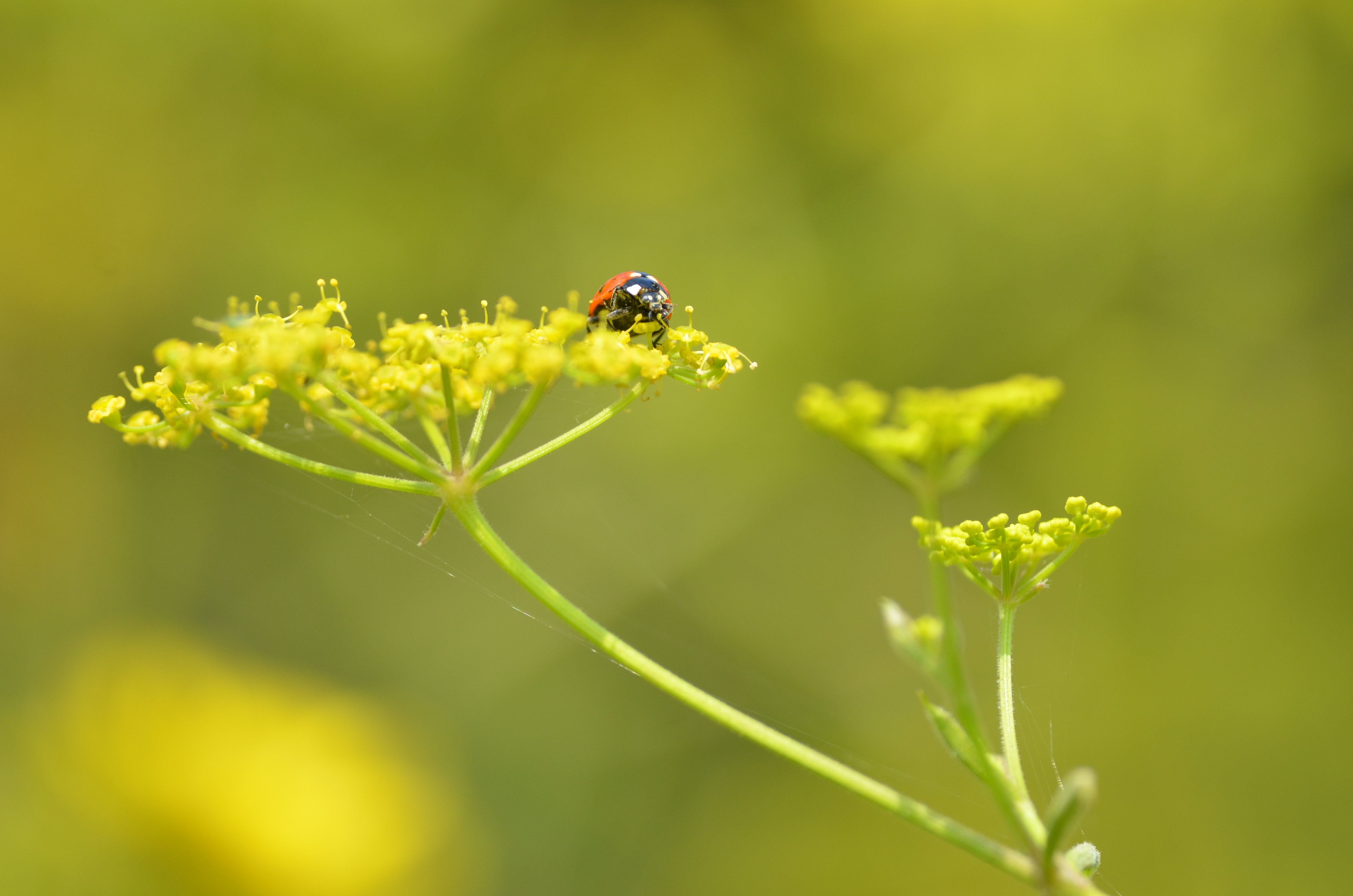 COMPLET Balade naturaliste pour les tout-petits : couleurs de coccinelle