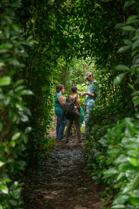 Visite découverte d'une forêt de thé