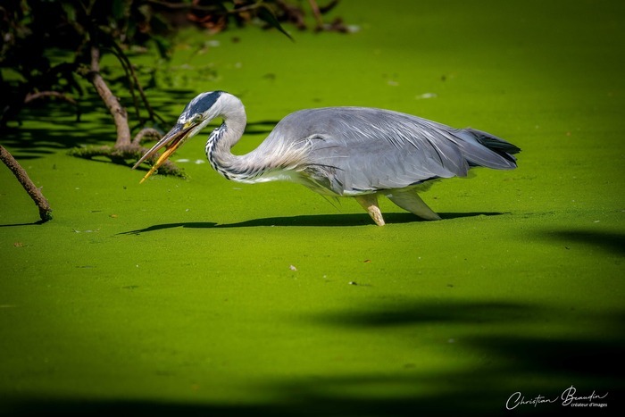 Etangs de pêche du Parc de Loire, St Denis en Val