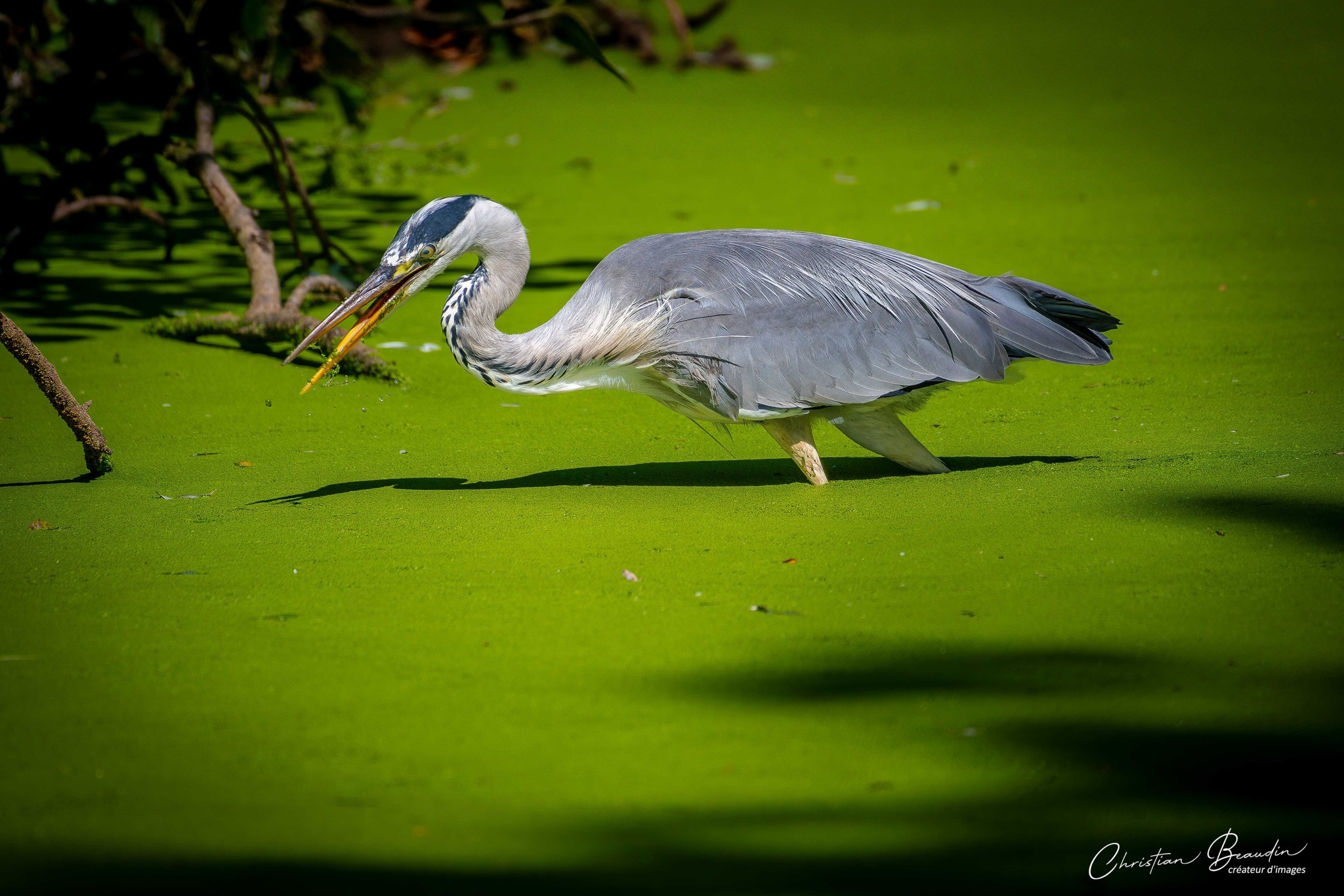 Balade photographique naturaliste : L'oiseau, médiateur du beau et symbole de la biodiversité