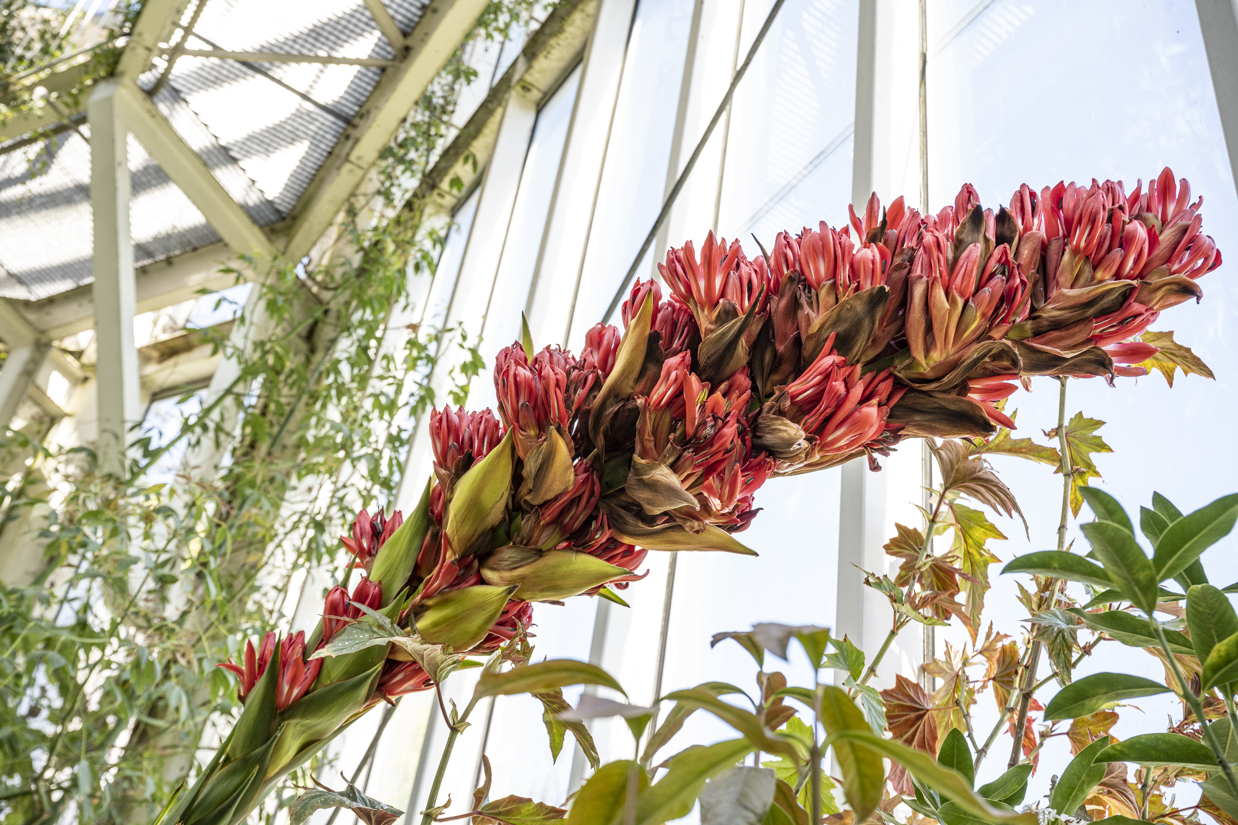 Plantes de tous les records