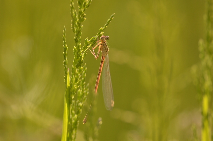 Balade naturaliste : les danseuses du marais