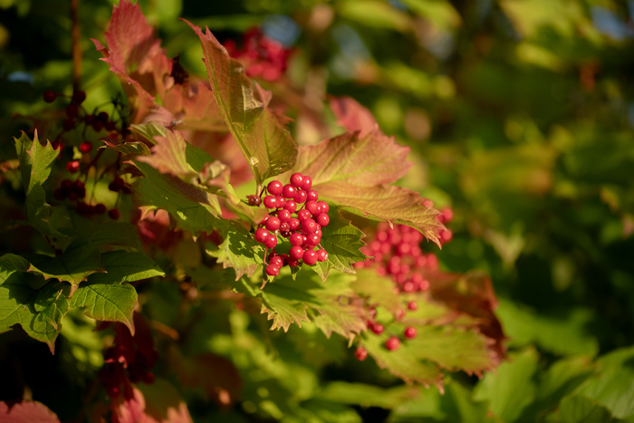Balade naturaliste : baies en lumière