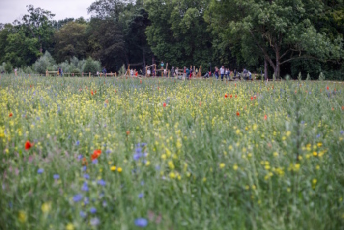 Balade sauvage : voir les plantes autrement