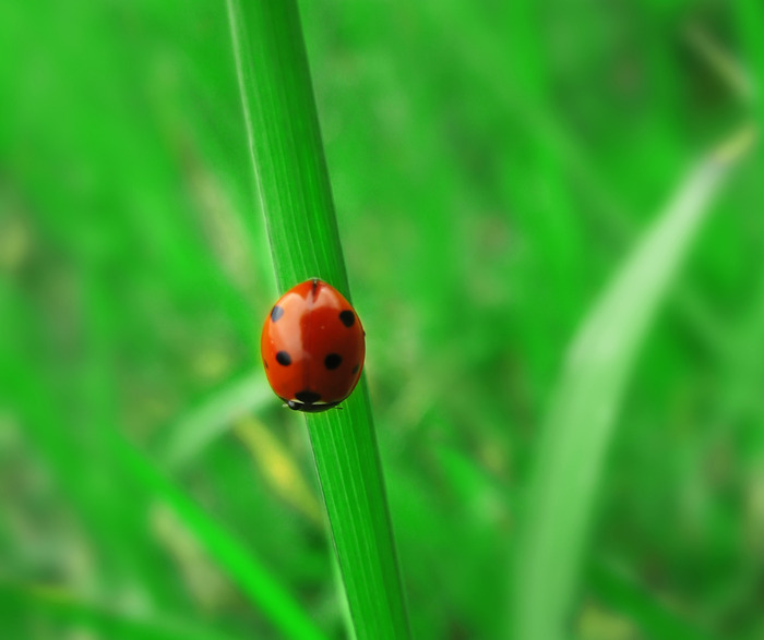 Apéro-conférence : les idées reçues sur les insectes