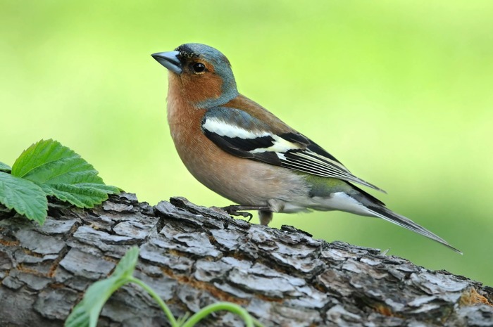 Atelier nature à Hellemmes : partez à la découverte des oiseaux des jardins ! - 6/5