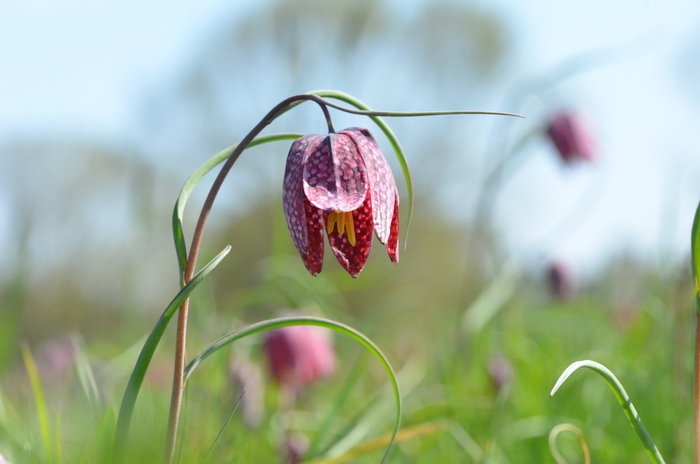 Naturalistic walk: floral camaieu