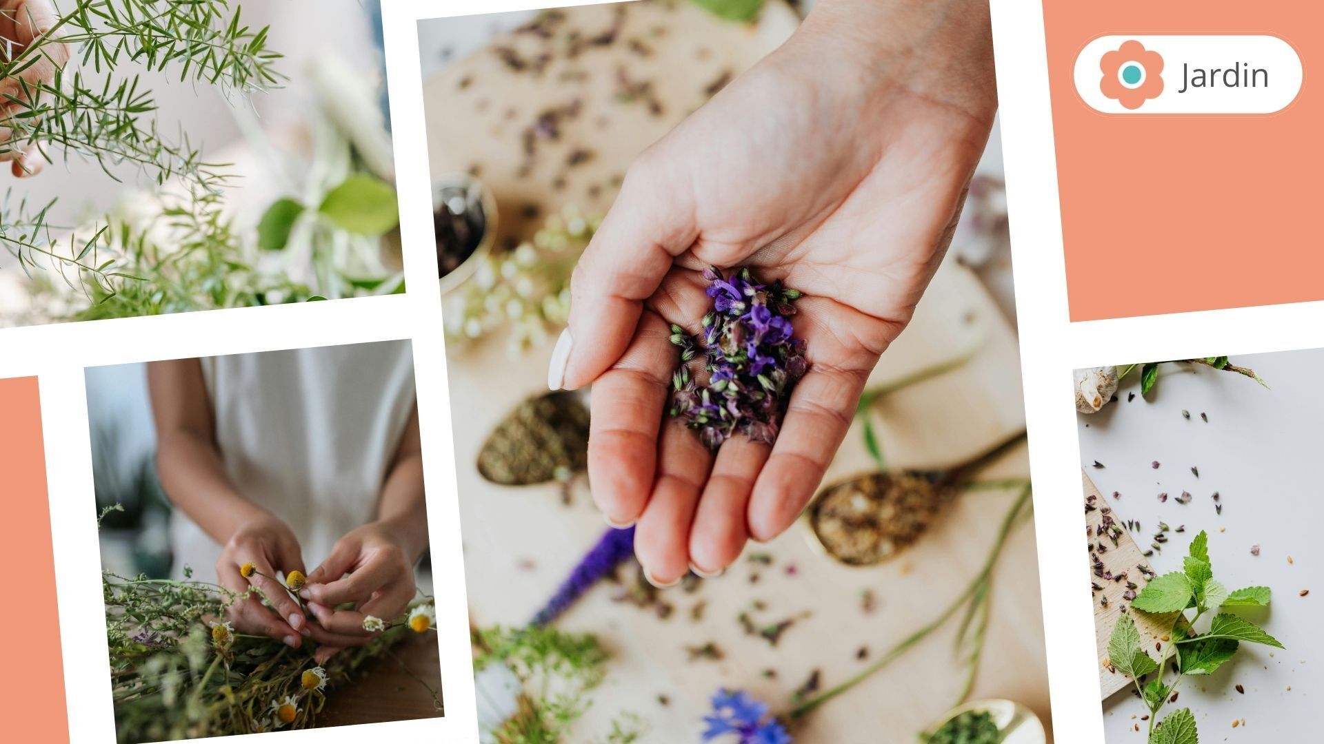 Atelier culinaire. Plantes sauvages et comestibles