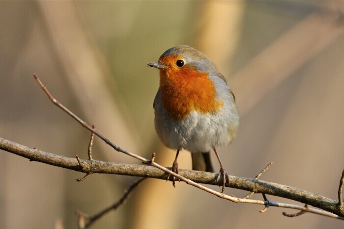 The Birds of Malagnou Park
