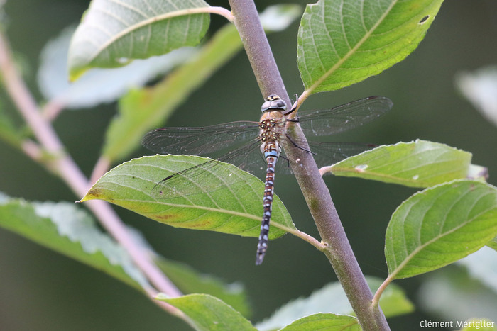 Fête de la Nature : Biodiversité en fête