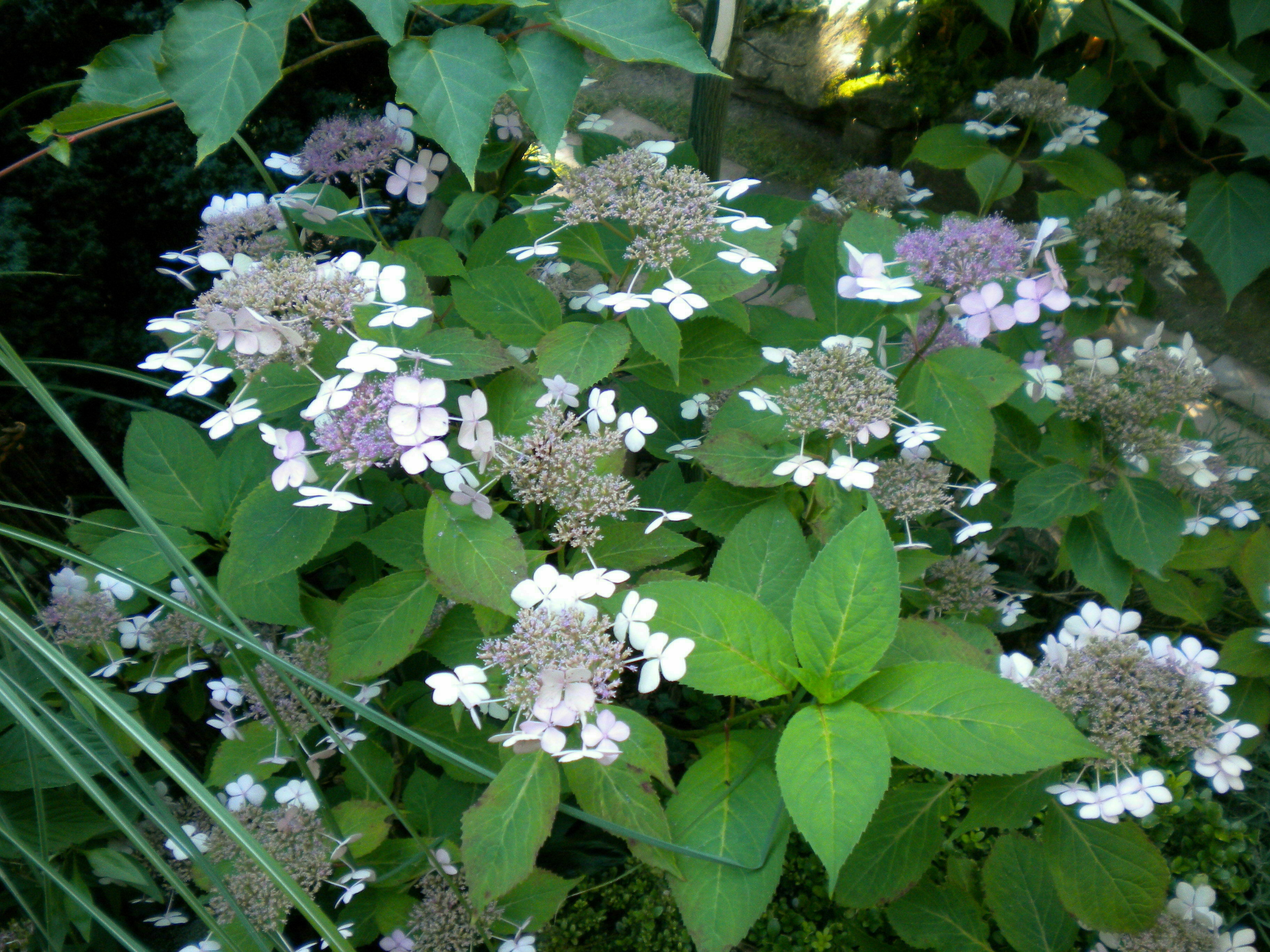 Bienvenue dans un jardin secret