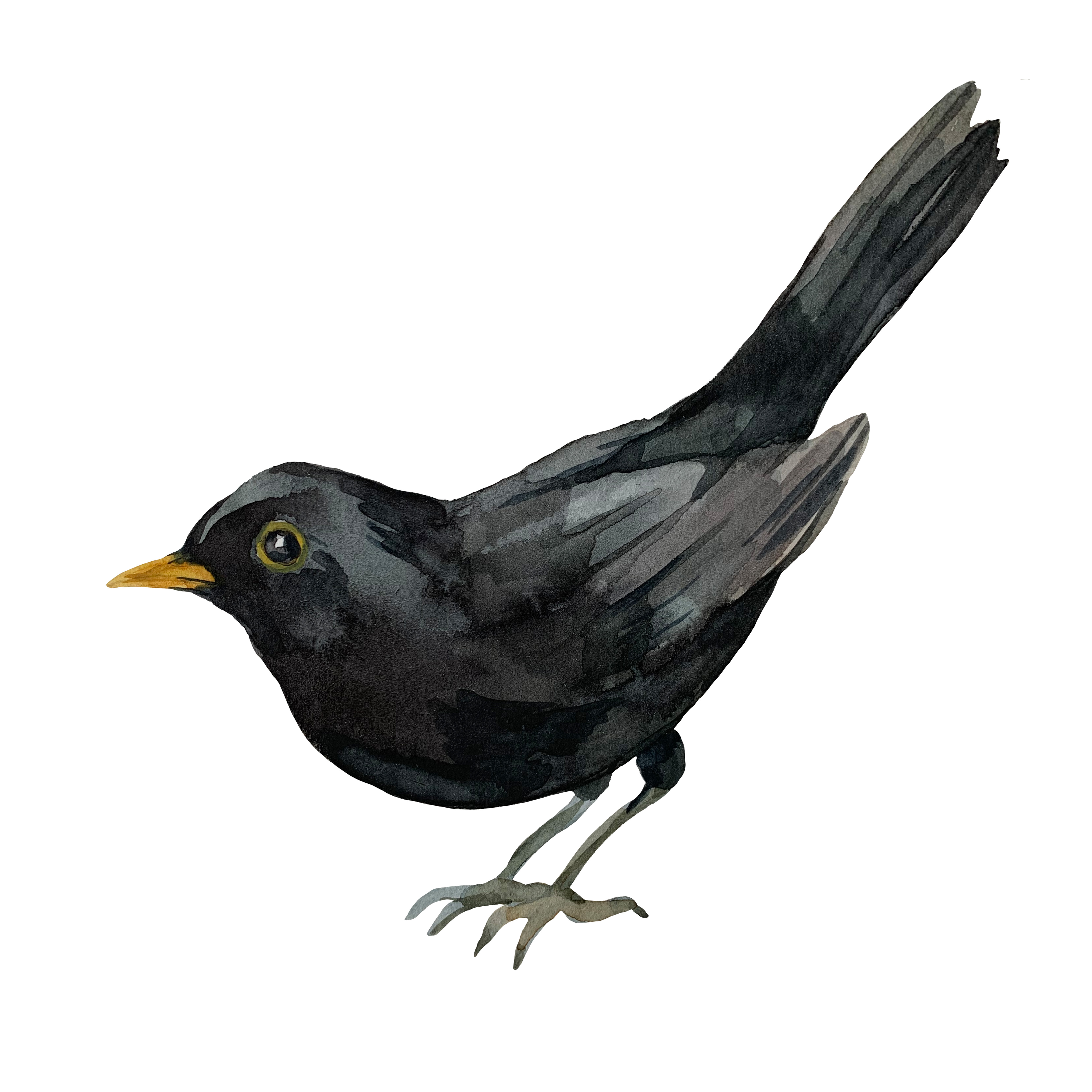 Les oiseaux de Colomiers : dessine-moi une corneille !