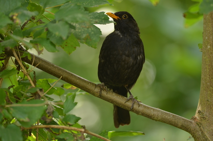 Naturalistic walk: meeting a wild symphony