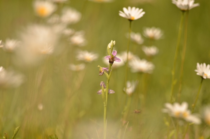 Naturalistic walk: choreography of species