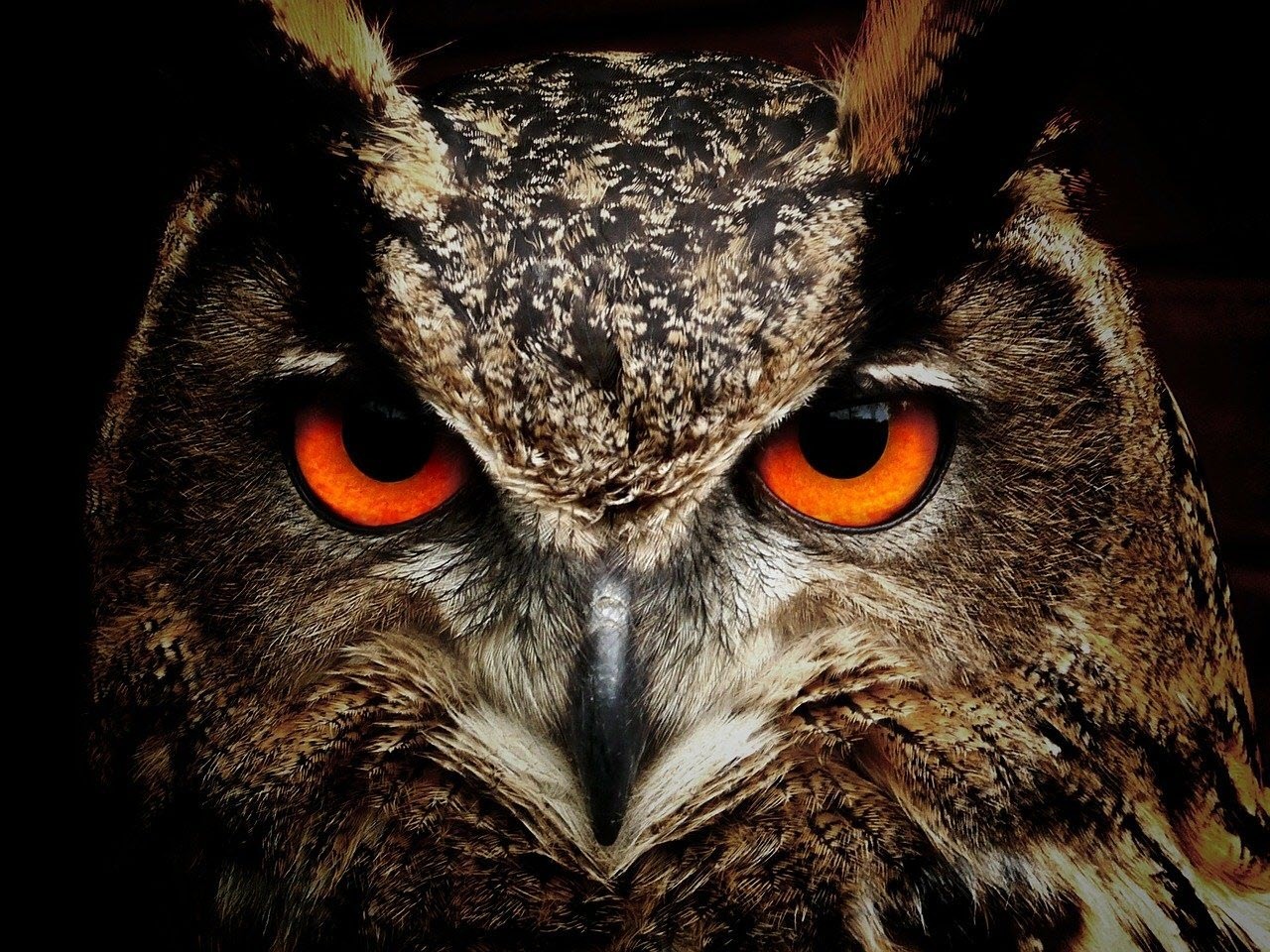 Les rapaces nocturnes de Thiérache