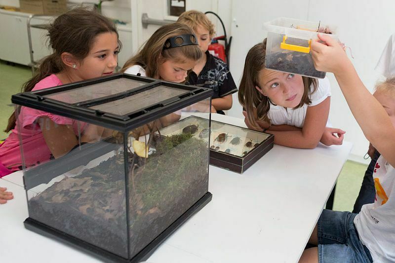 Petites bêtes - stage de science pour les 9-11 ans