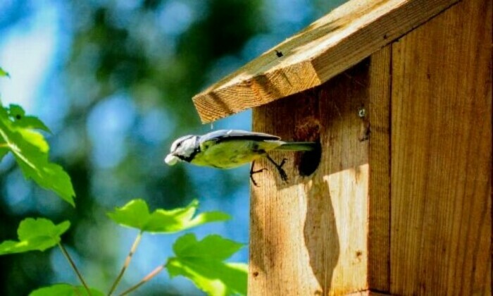 Atelier "Nichoir à oiseaux"