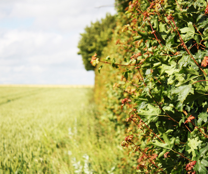 The hedge in the spotlight