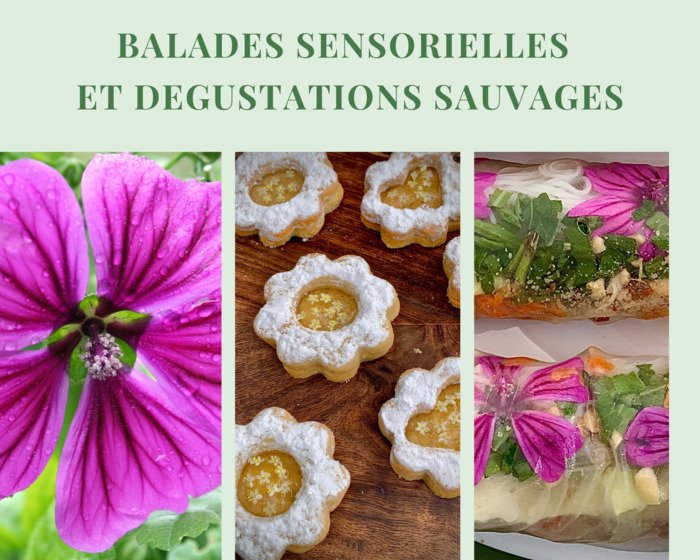 TEST Balade Sensorielle et Dégustation Sauvage