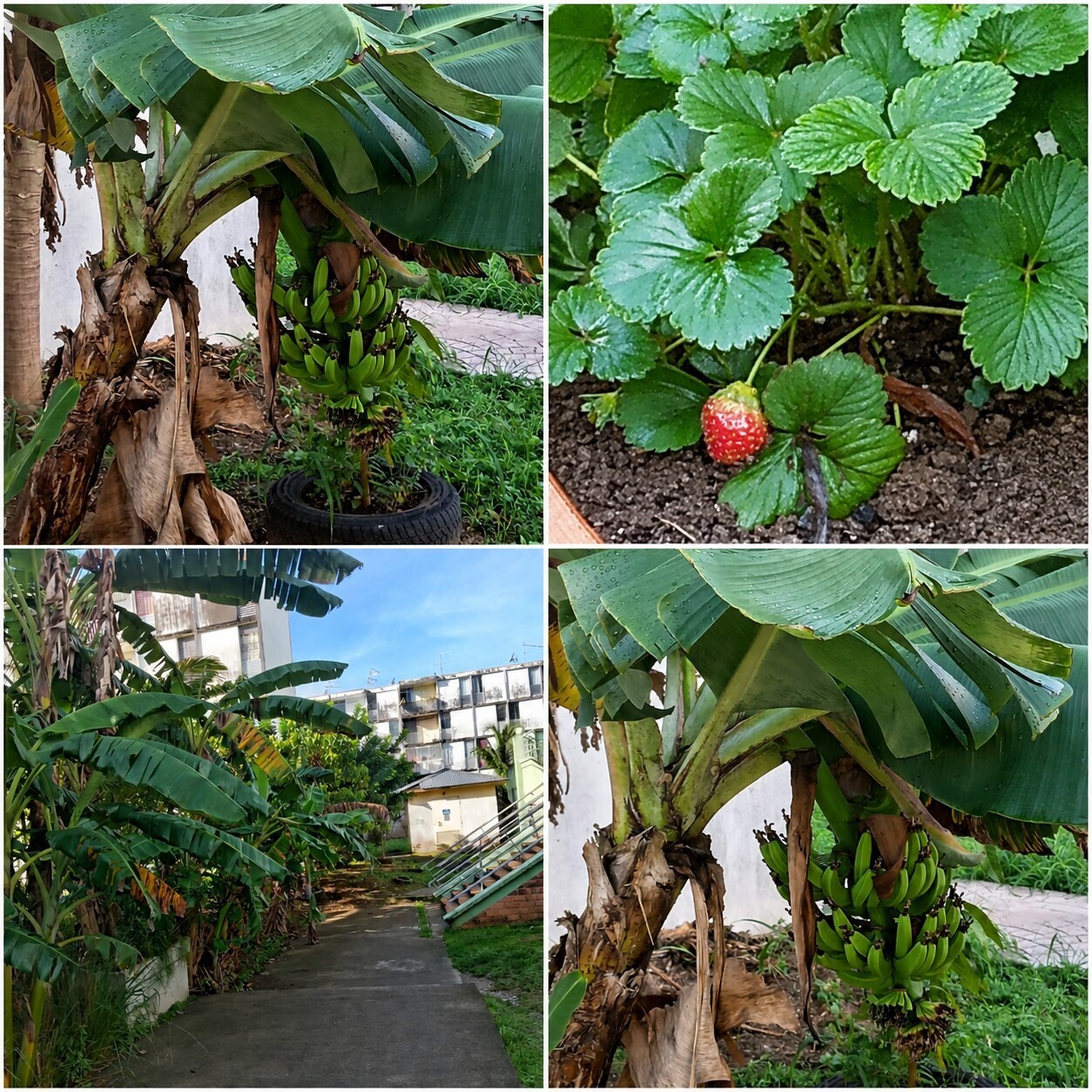 Le jardin de MORTENOL