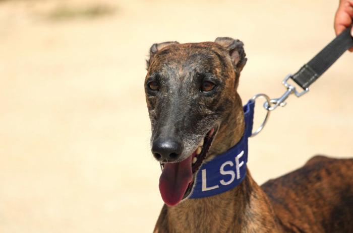 Rencontre avec l'association Lévriers sans Frontières