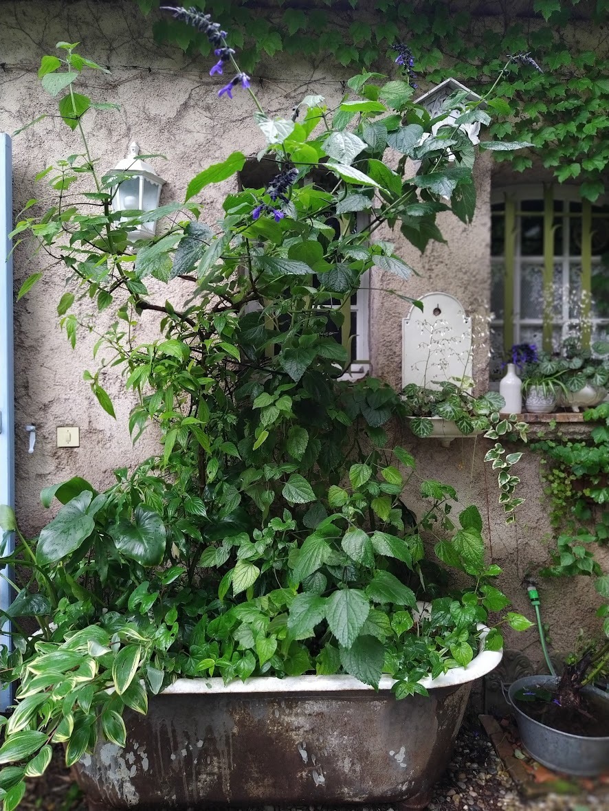 Jardin, points de vue et autres regards