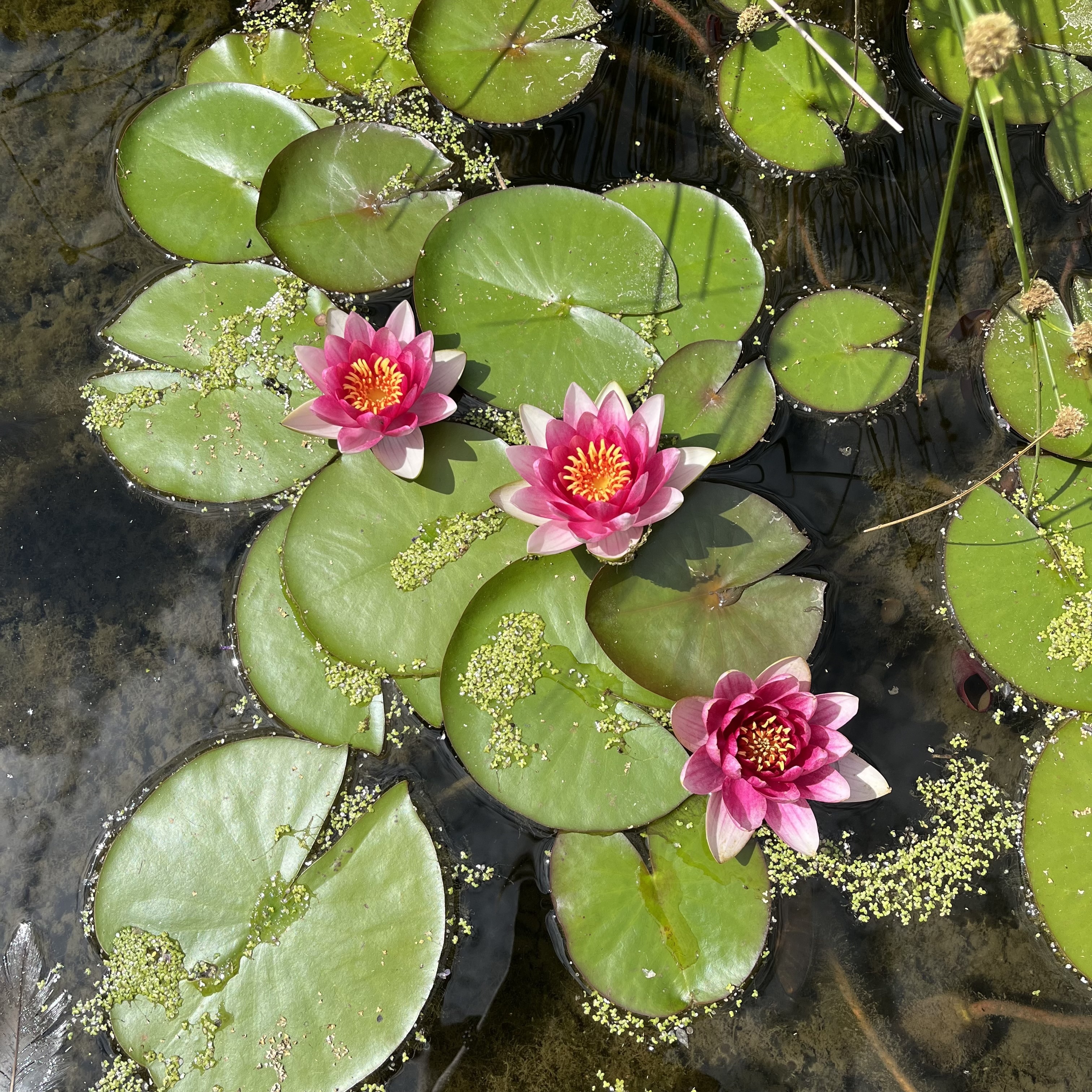 Visite poétique au jardin