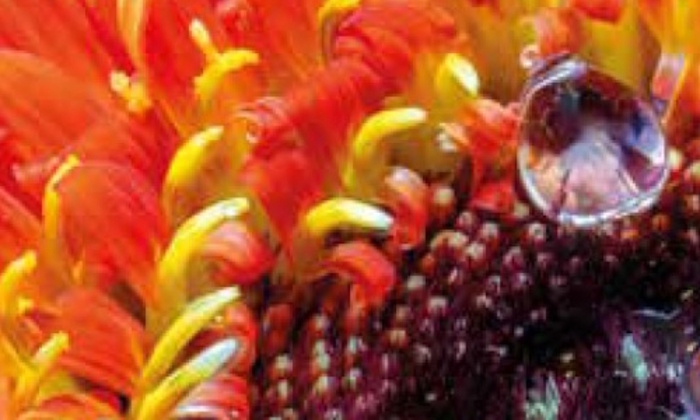 Coeur de fleur Dominique André alias Daumy