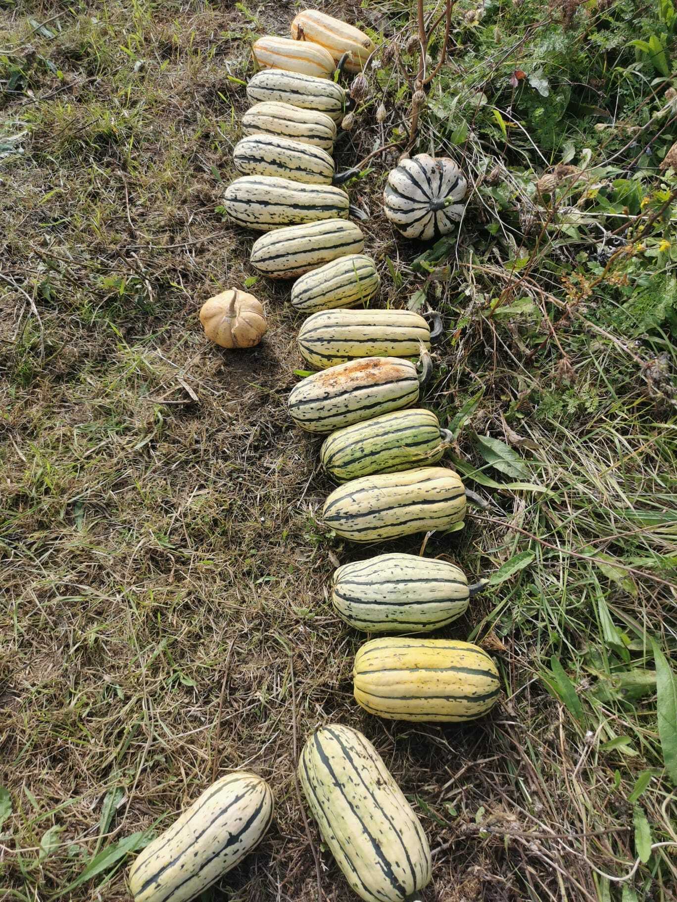 Fêtez l'abondance de l'automne à la ferme !