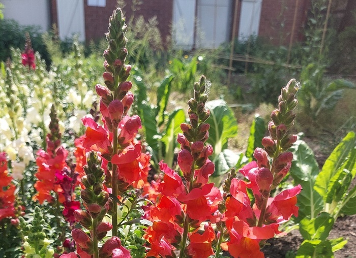 Agissons pour les pollinisateurs