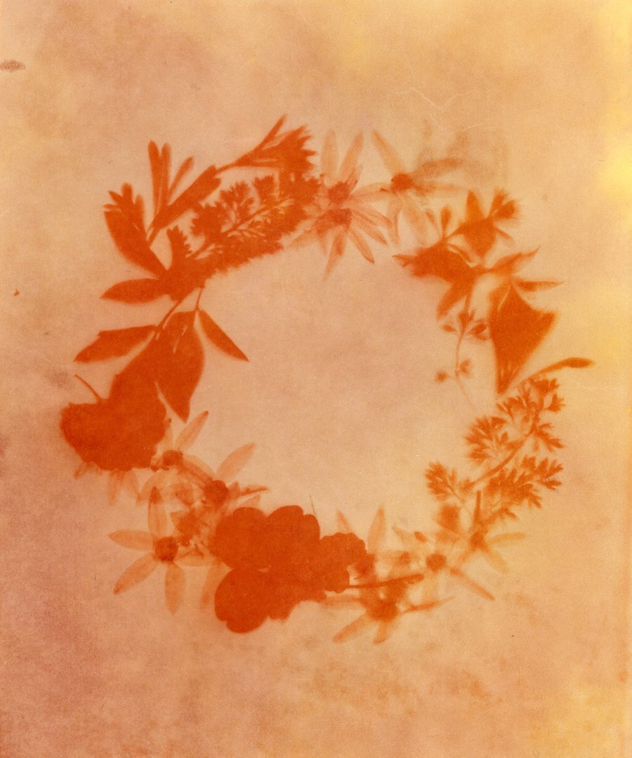 Atelier initiation à la création de carte végétale, technique anthotype au curcuma