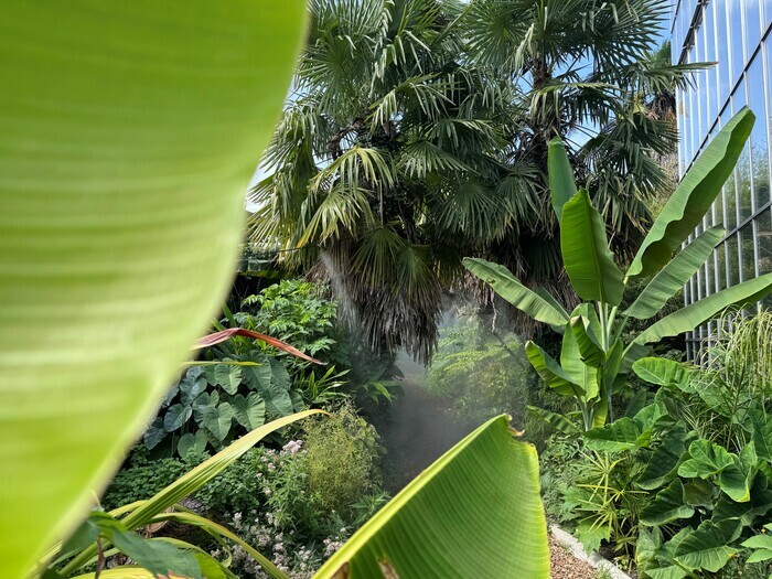 Discover our jungle garden