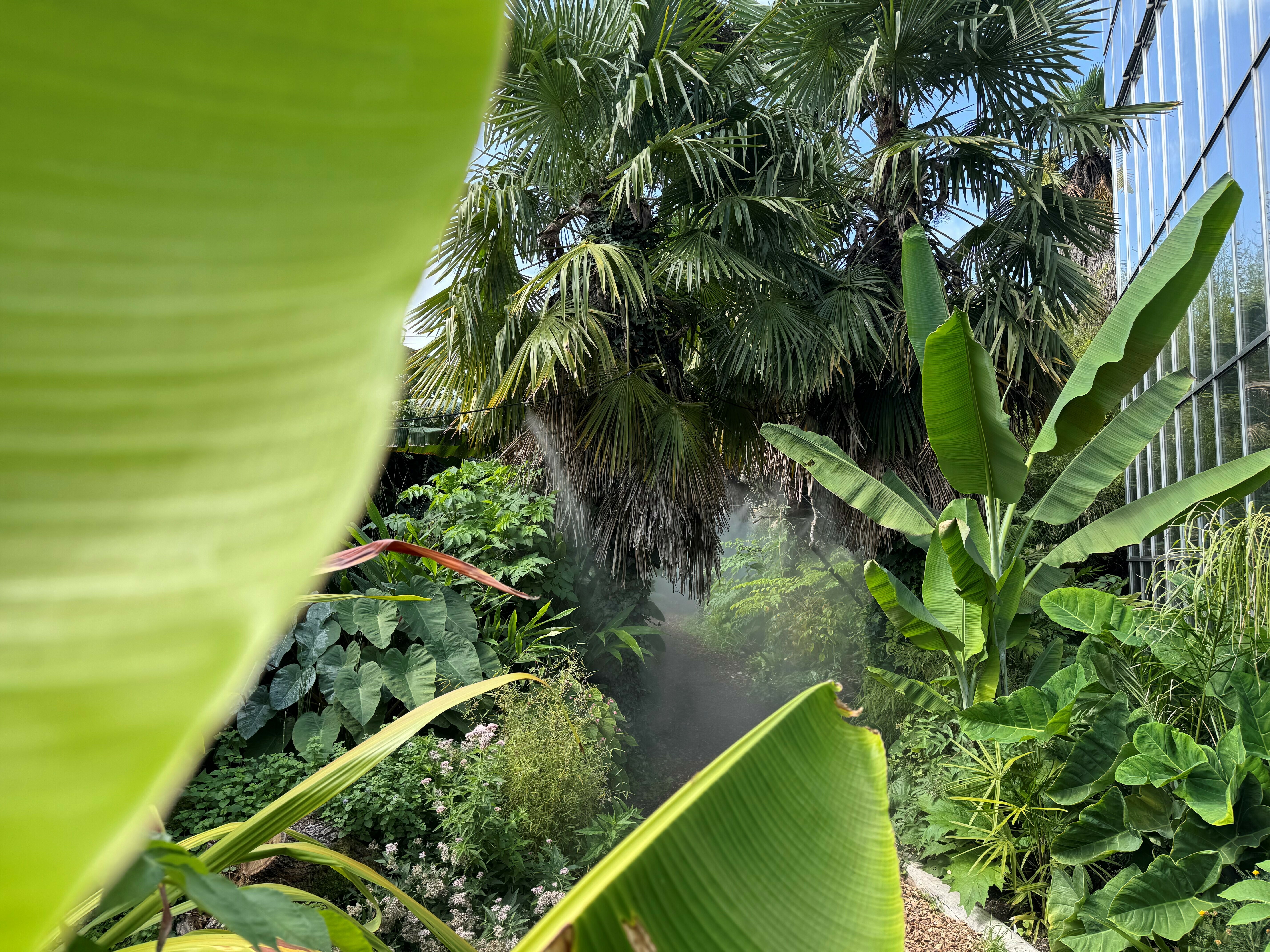 A la découverte de notre jardin jungle