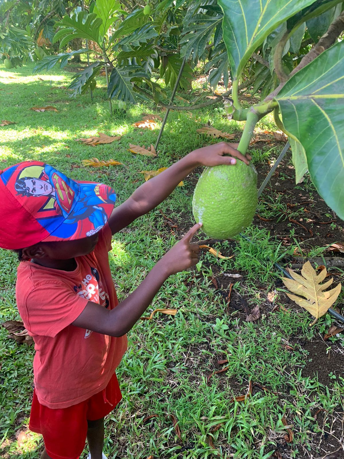 Un regard renouvelé sur un patrimoine emblématique de notre territoire, le fruit à pain