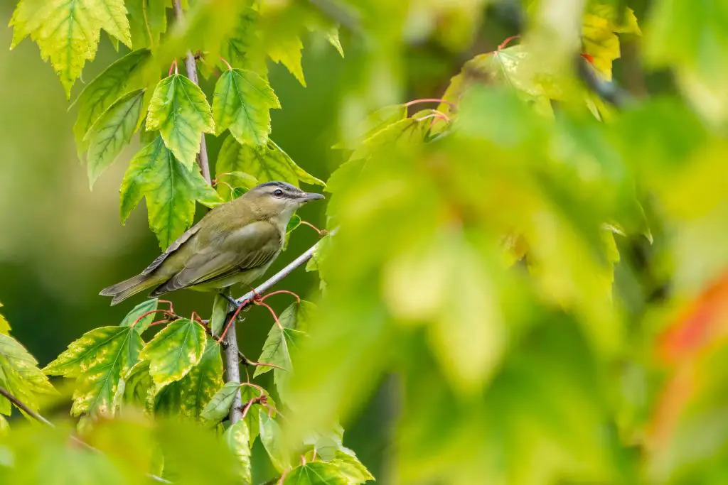 Les oiseaux aux jardins