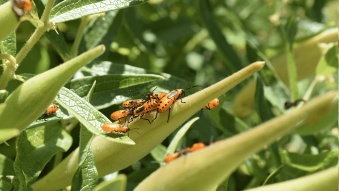 Quels insectes dans mon jardin ? Fabrication de nappes de battage ou parapluies japonais pour le comptage des insectes du jardin.