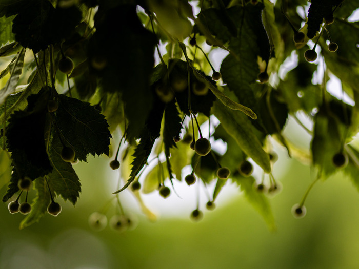 Reconnaissance des arbres et des arbustes à partir de leurs feuilles