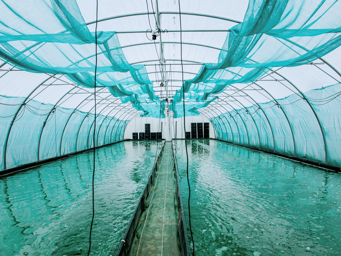 Visite d'Etika Spirulina, une ferme urbaine éthique et étonnante !