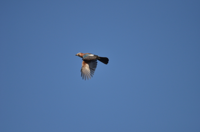 Balade naturaliste : au revoir à nos amis ailés